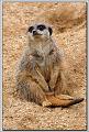 Suricata suricatta_1